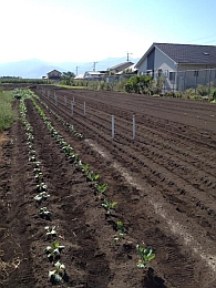 平成25年度　試験圃場について